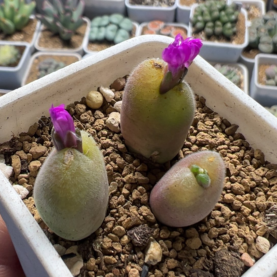 52多肉植物百科植物