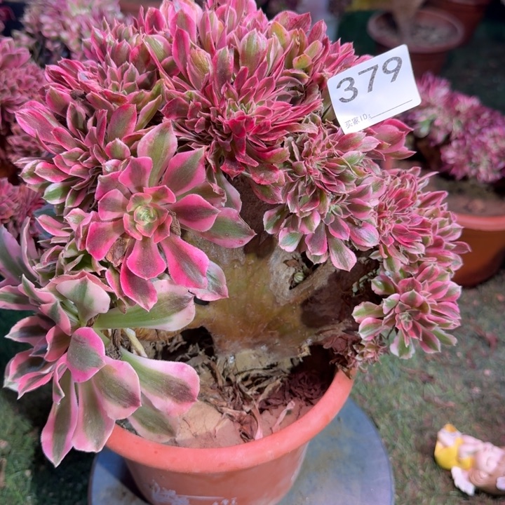 糖果女巫巫法师锦有伤379