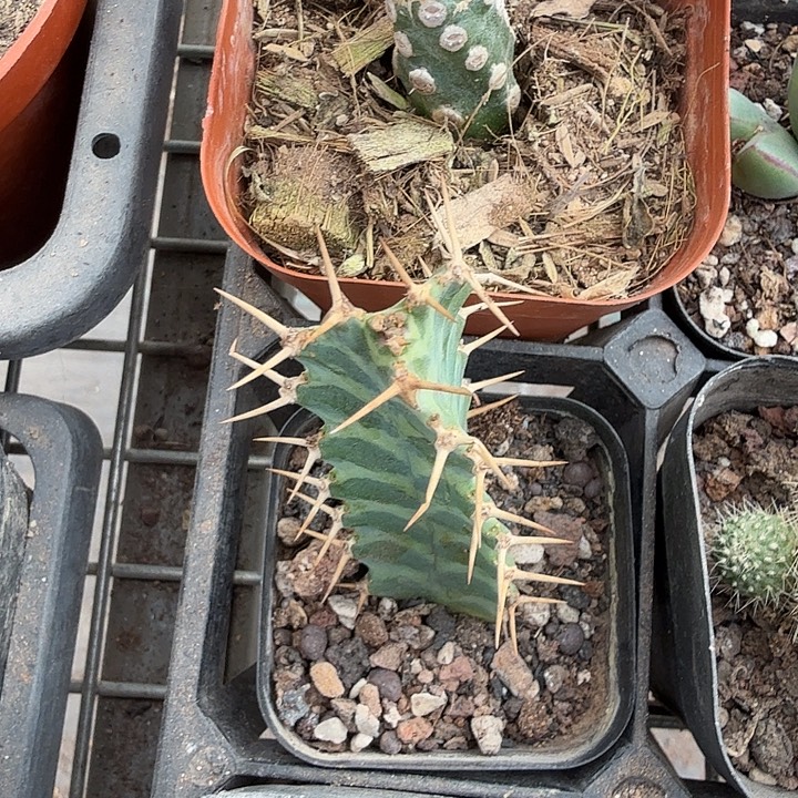 矢毒麒麟柱2仙人球