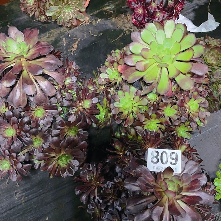 【闪购商品】809晚霞中班花2-12