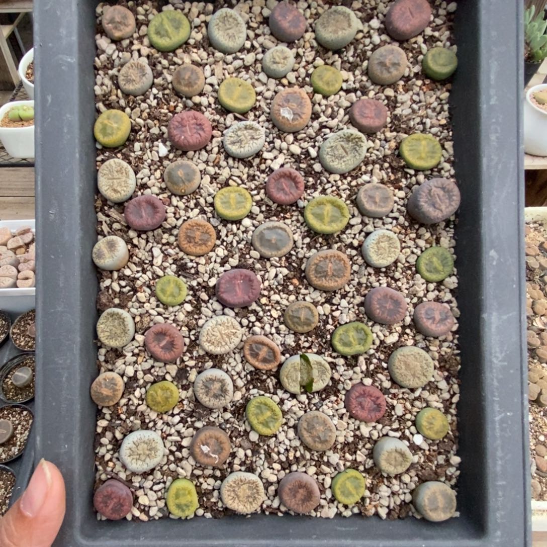 0057 日轮和紫薰混合带盆土