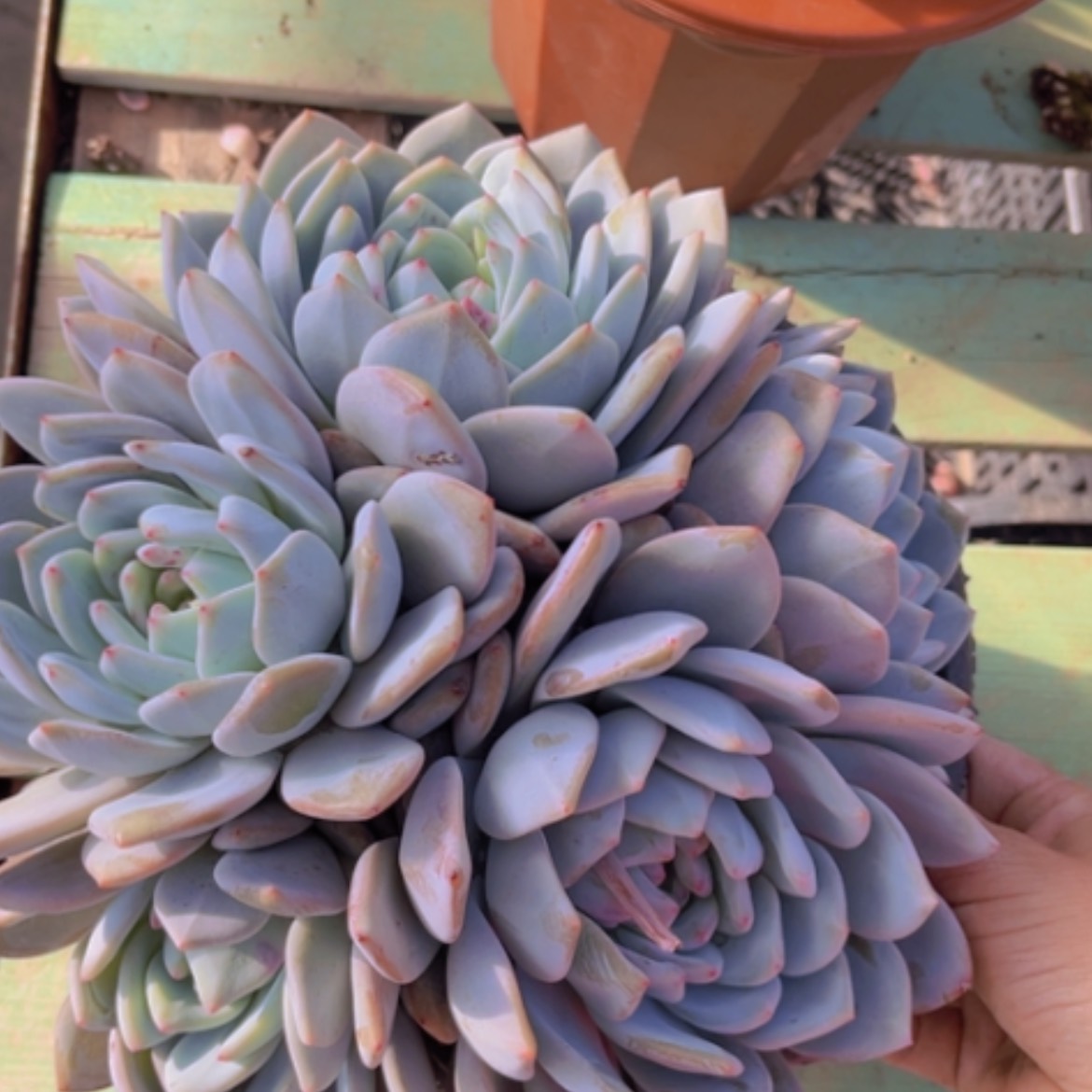 【闪购商品】橙梦露08265