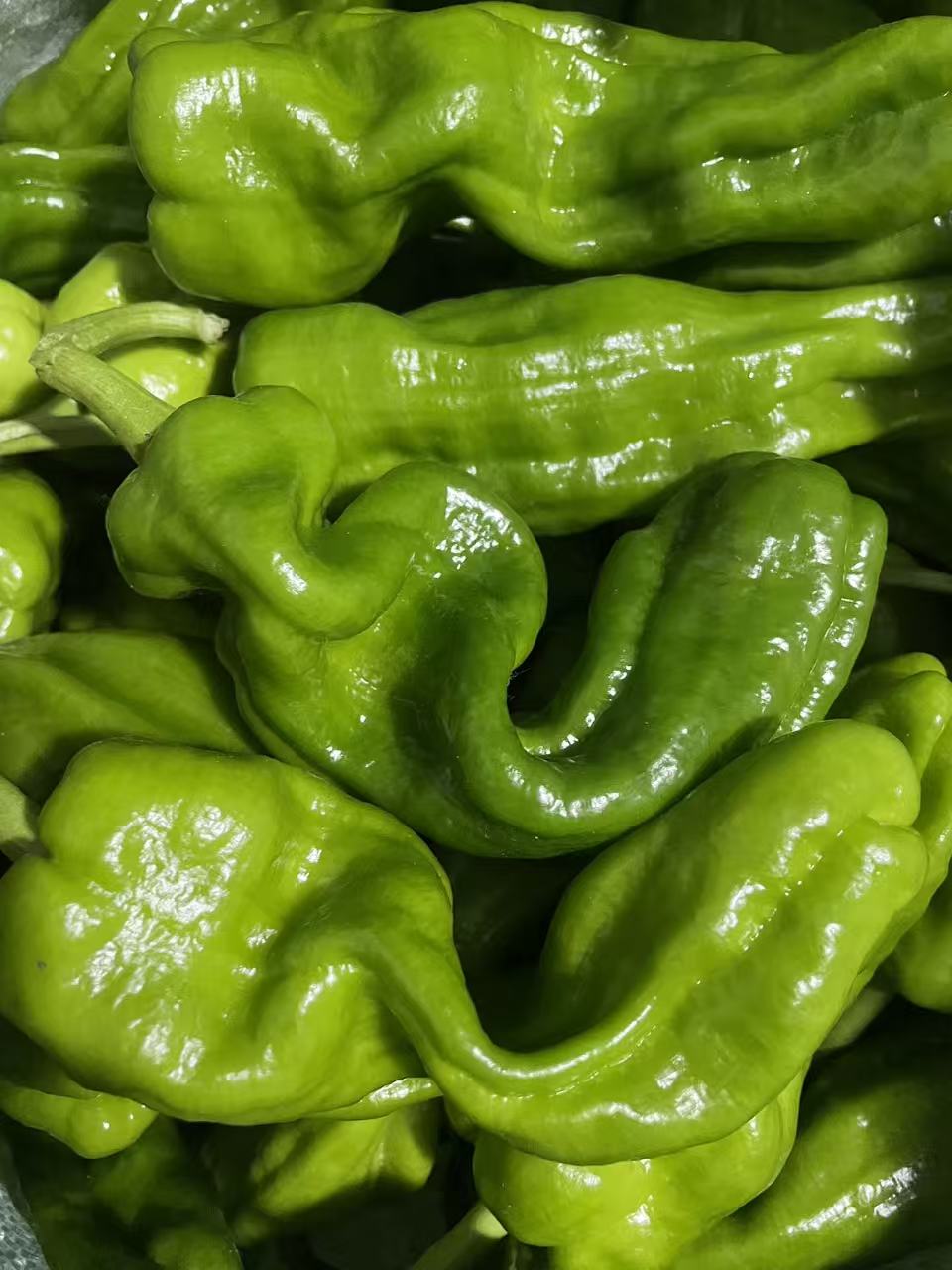 山东现摘薄皮椒皱皮青辣椒新鲜脆嫩微辣可做虎皮青椒红辣椒