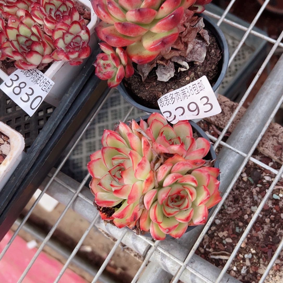 汪***溯无花朵多肉一物一拍植物3293