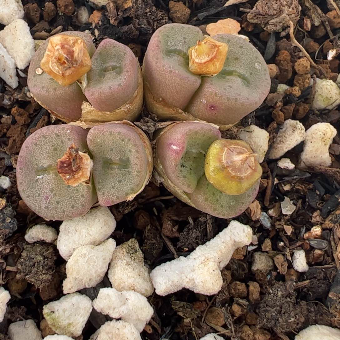 114多肉植物组合