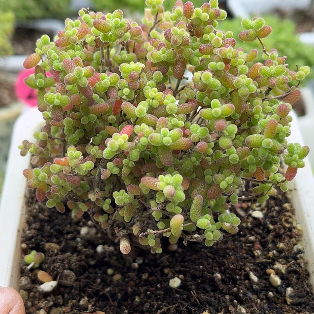 008蜜桔糖球优选枝干番杏