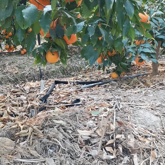 美人柑红美人红美人果栋橙