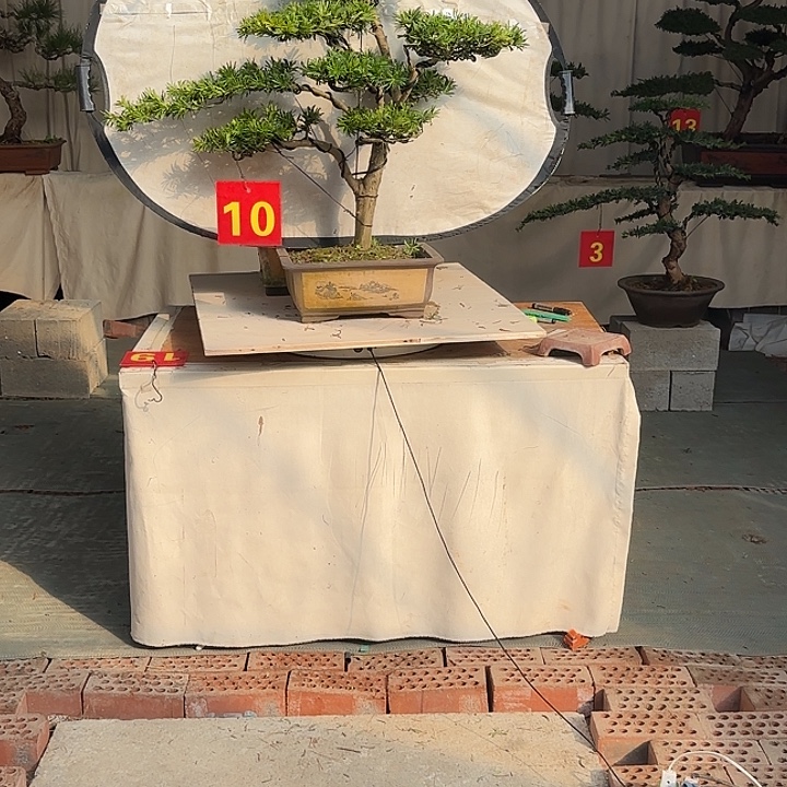 一***)无花朵罗汉松盆景，老庄老盆