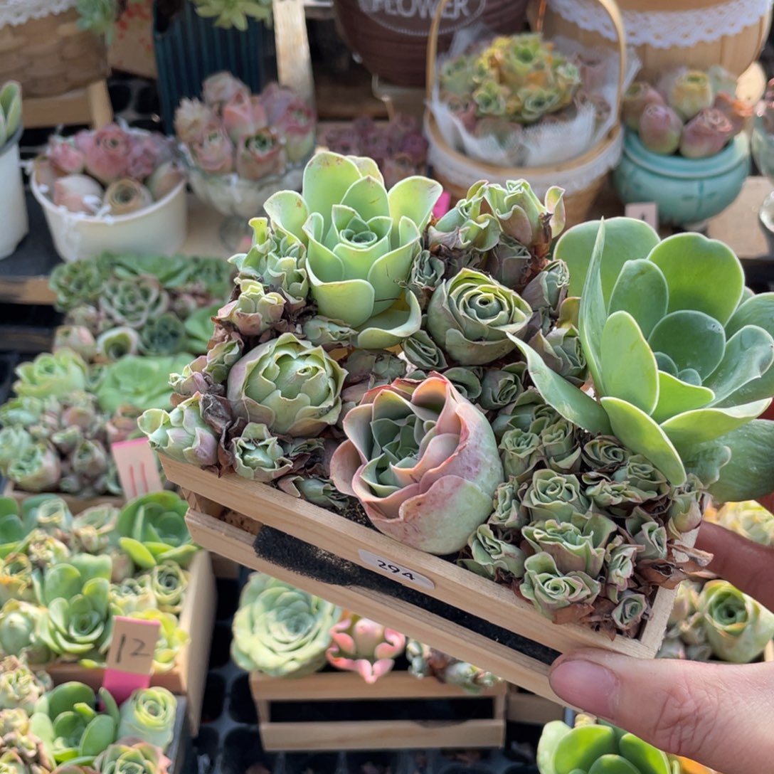 回***回山地玫瑰多肉植物花卉294