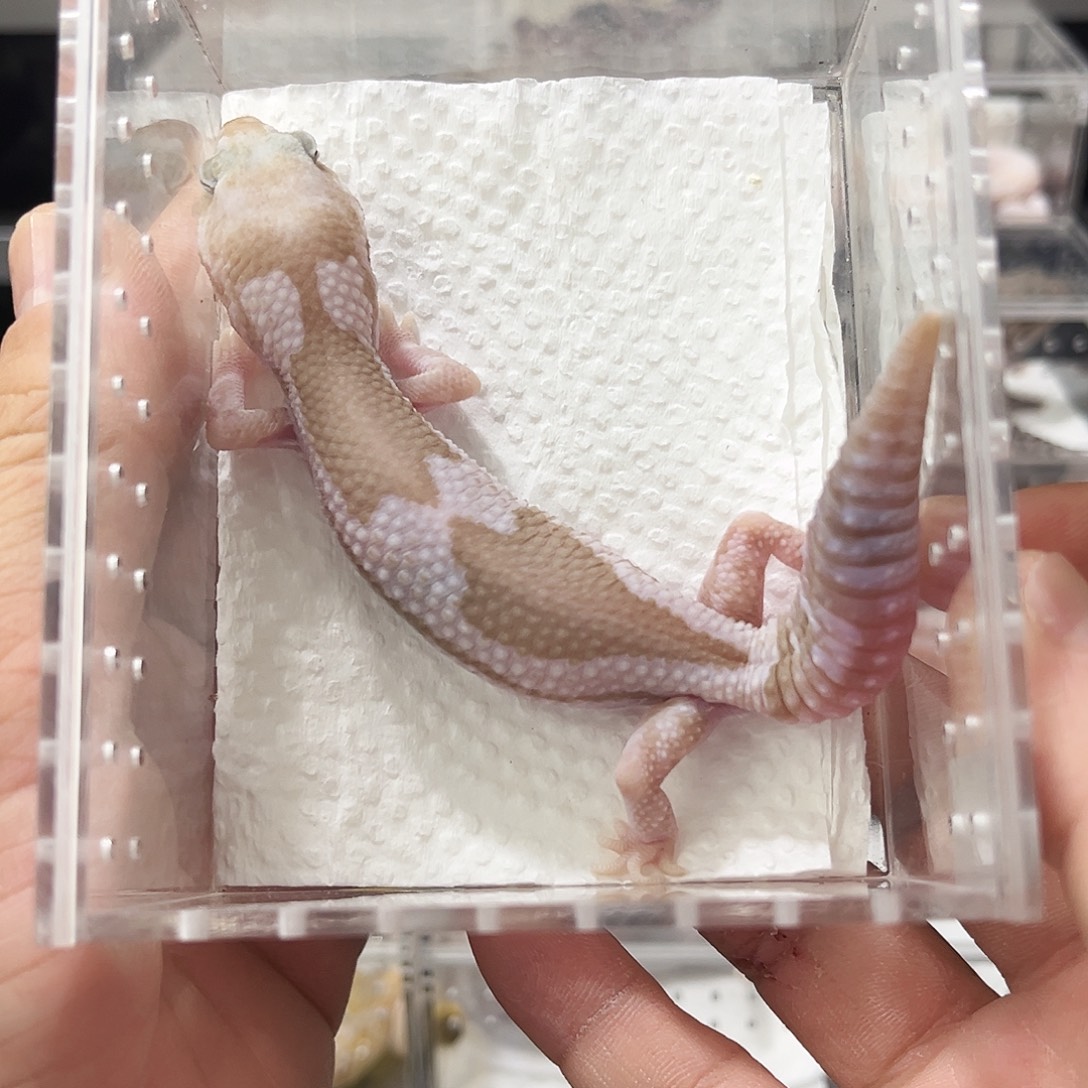 肥尾守宫雪花祖鲁