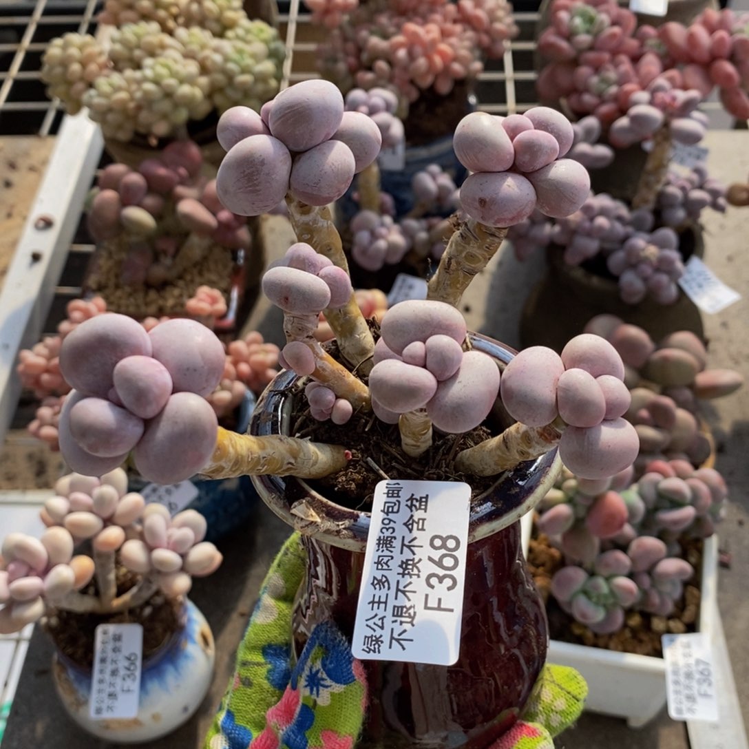 芭比奶酪368/10c m