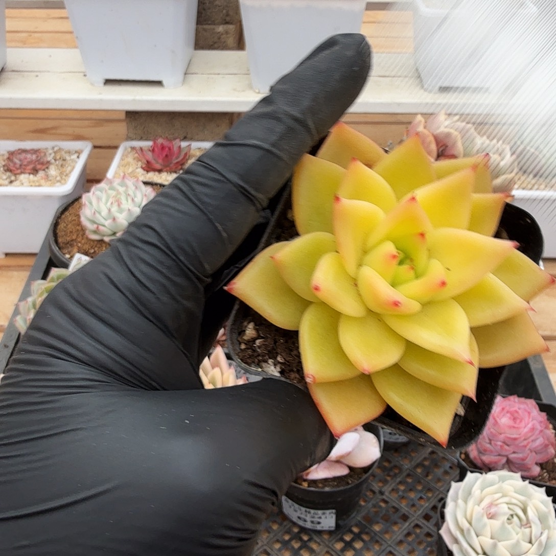 1224-73黄金粉单头