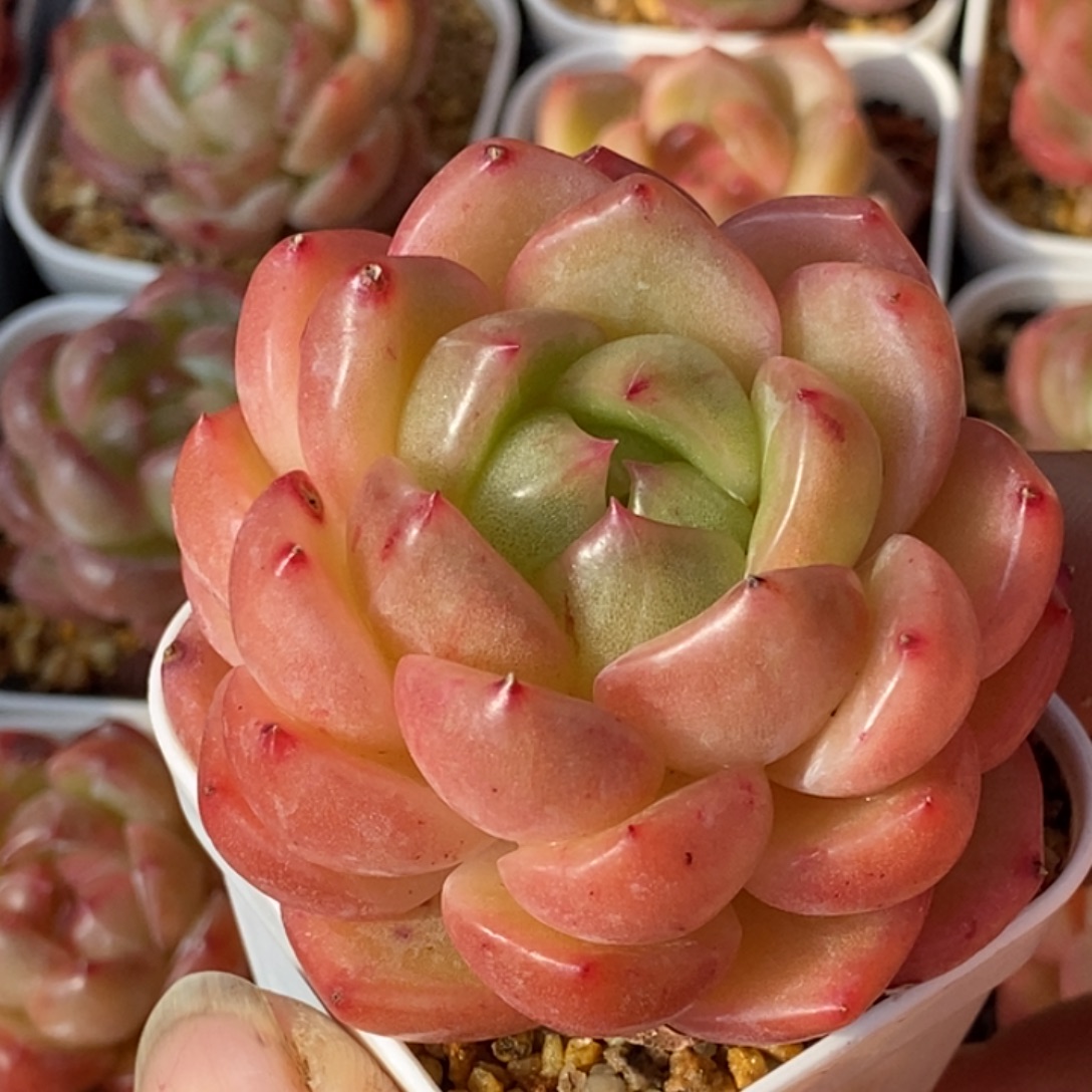 天官赐福百无禁忌