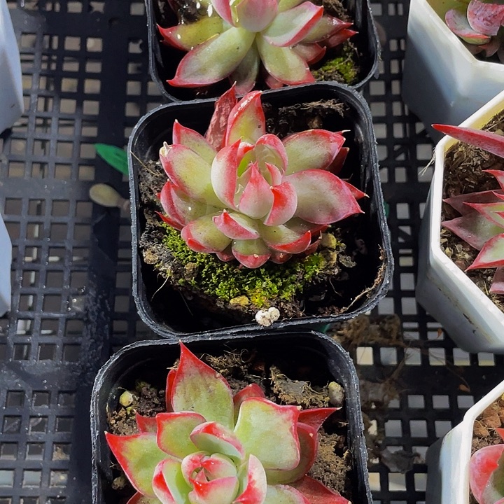 6.5方惊鸿带盆土发