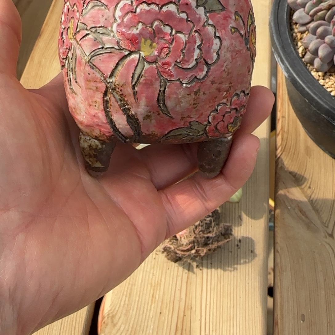 胡***角米米嘟花盆发货多肉