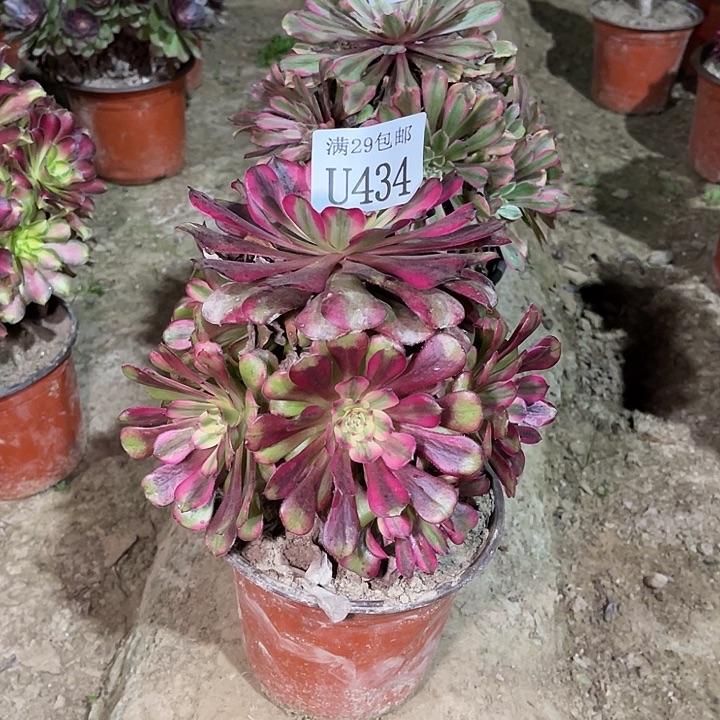 434维纳斯   多肉植物     