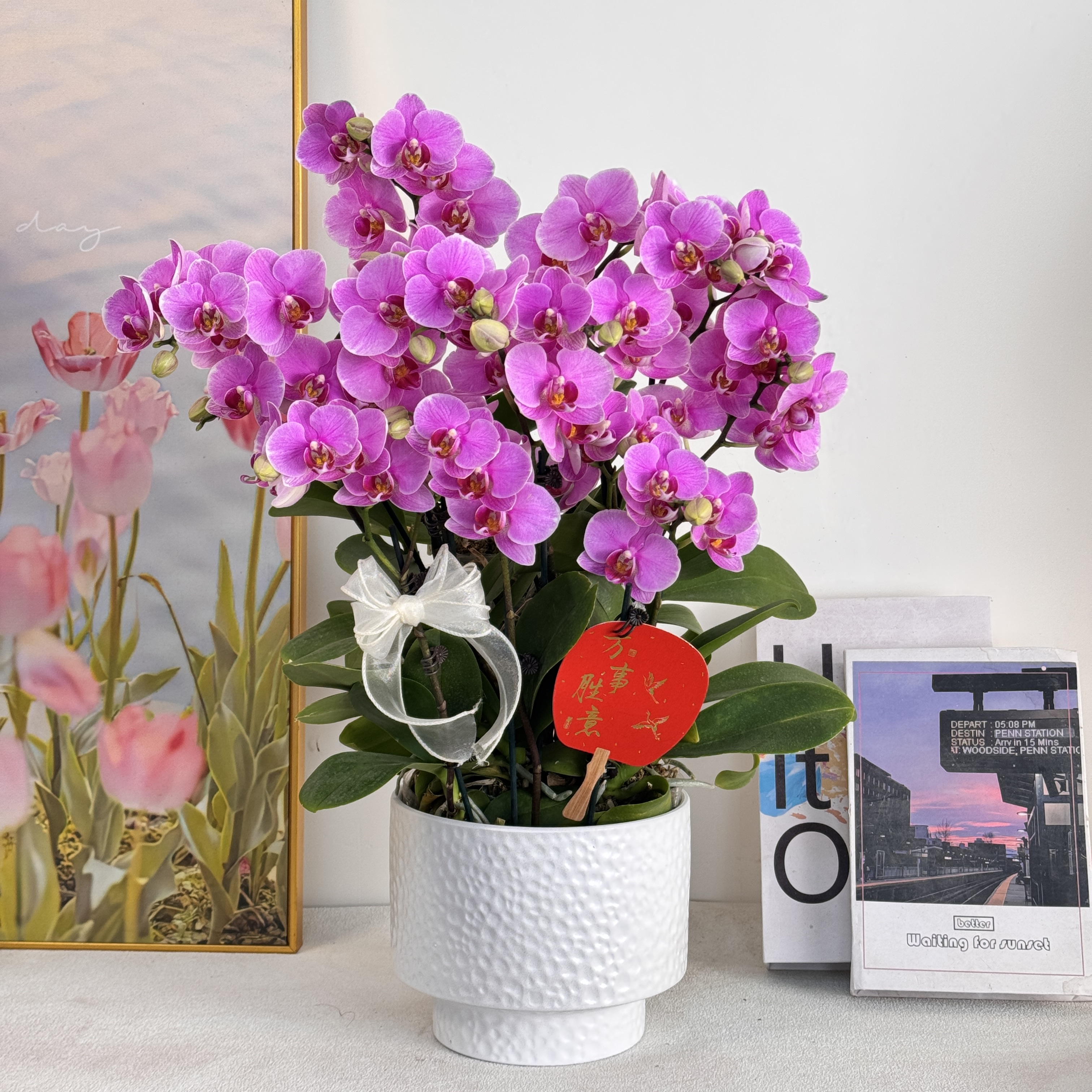 妗画【紫蝶】紫色优雅高贵花系列蝴蝶兰 好养带花带花苞基地直发