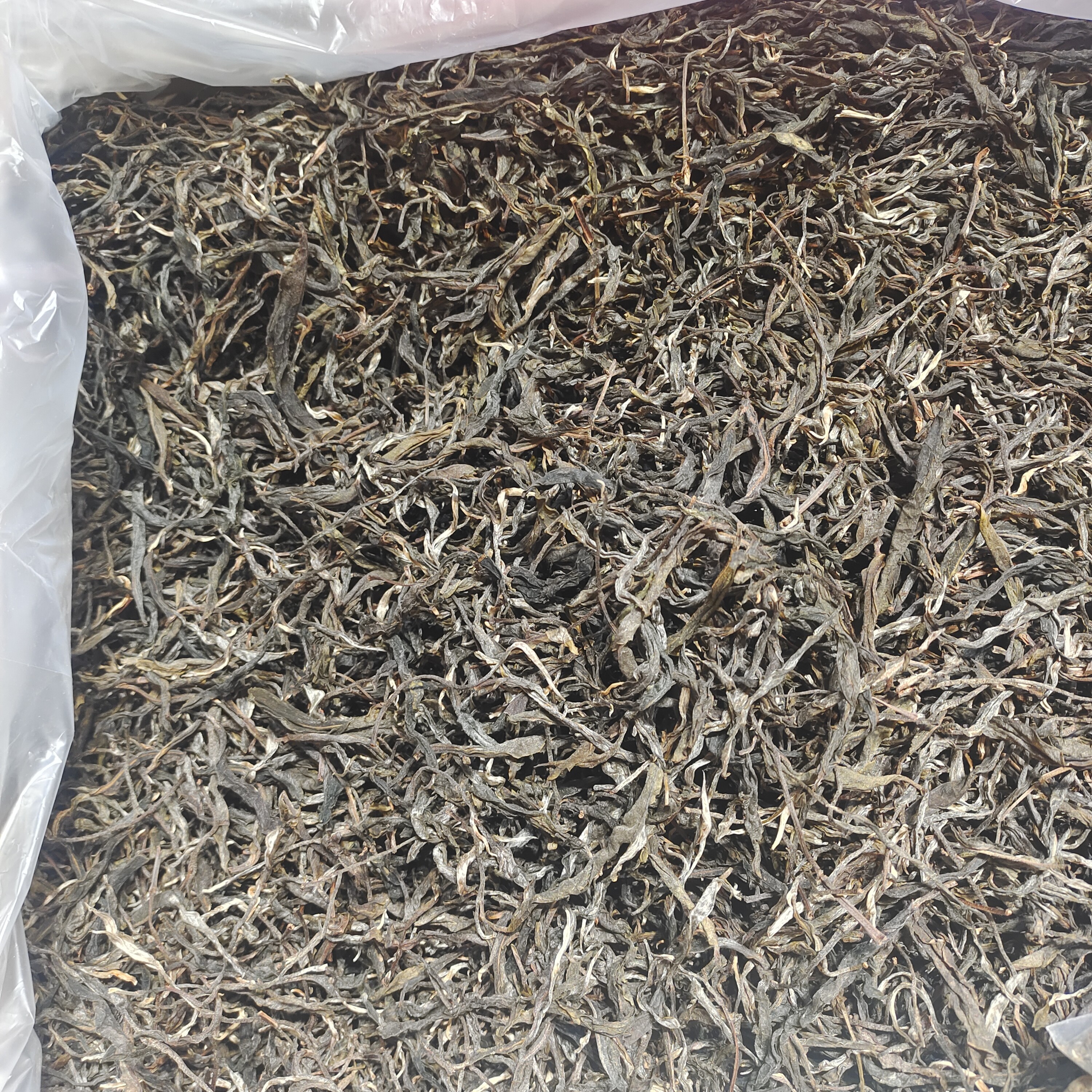 2025古树生茶500克散茶