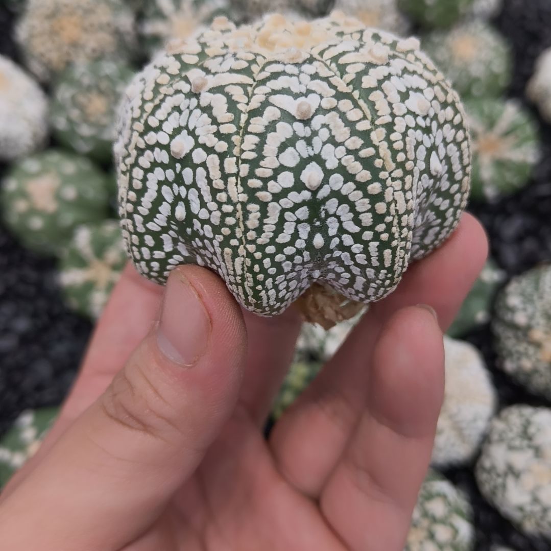 浪***石哈哈哈哈哈哈哈V兜兜