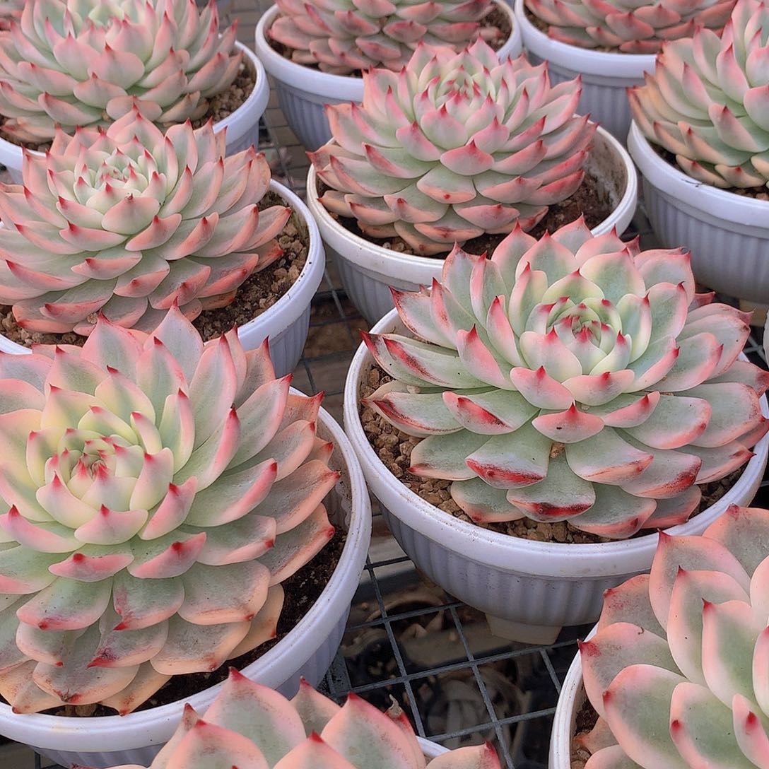 母本吉娃娃福伦锦3455678899