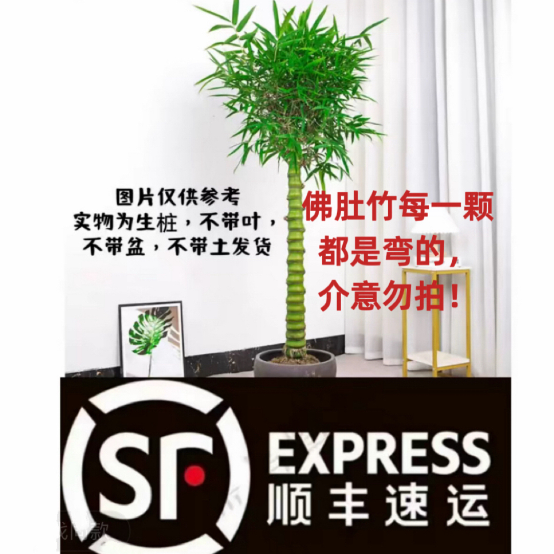 佛肚竹老桩盆景苗大型观赏绿植适合办公室庭院四季景观