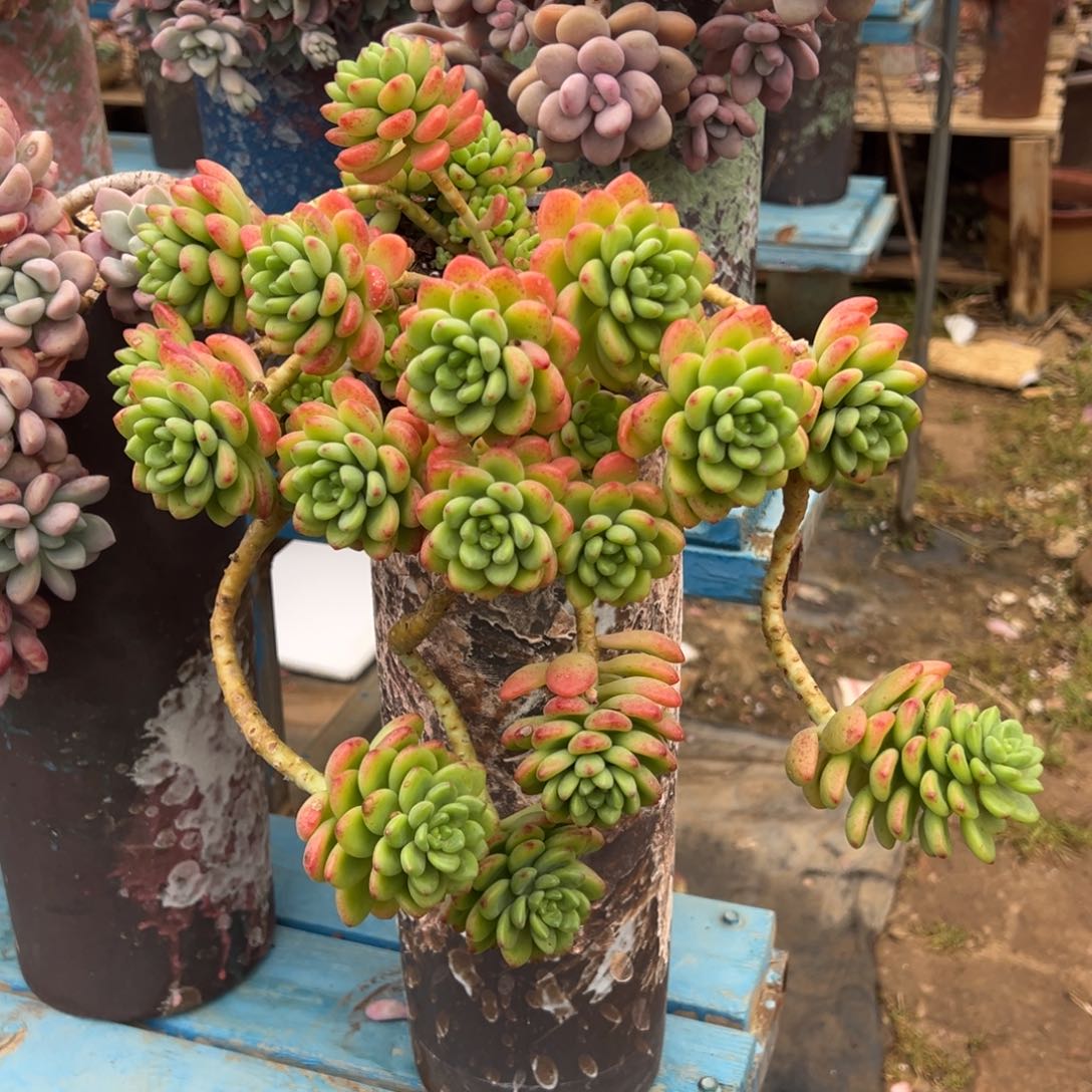 老桩香格里拉裸肉