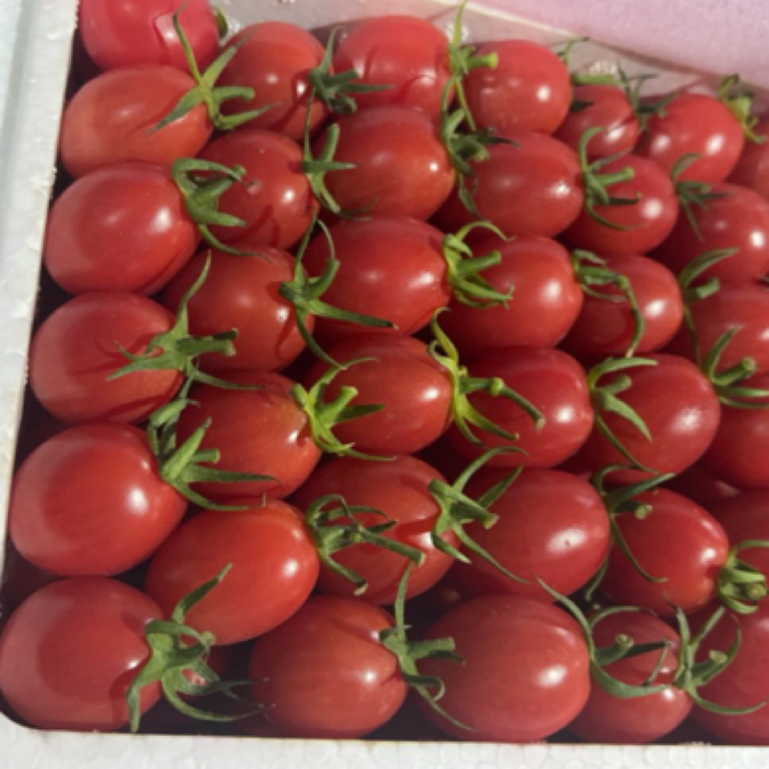 广东电白千禧，入口爆汁！新鲜