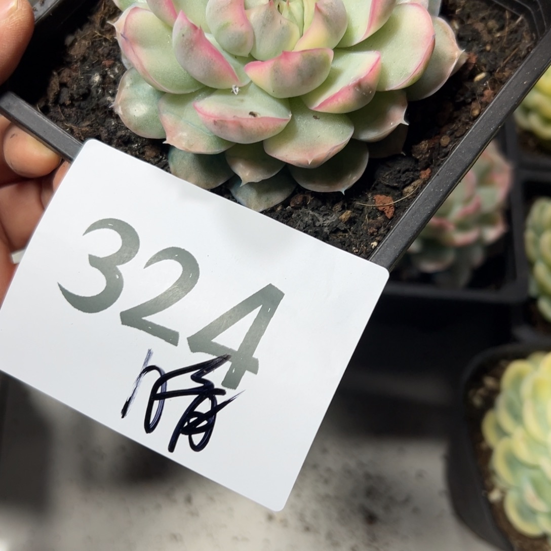 晴***呀324、达翡翠发哥哥哥哥