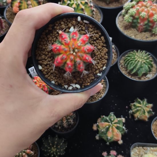 花蝴蝶侧芽自根带盆土发货
