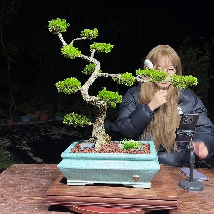 无花朵广东雀舌黄杨