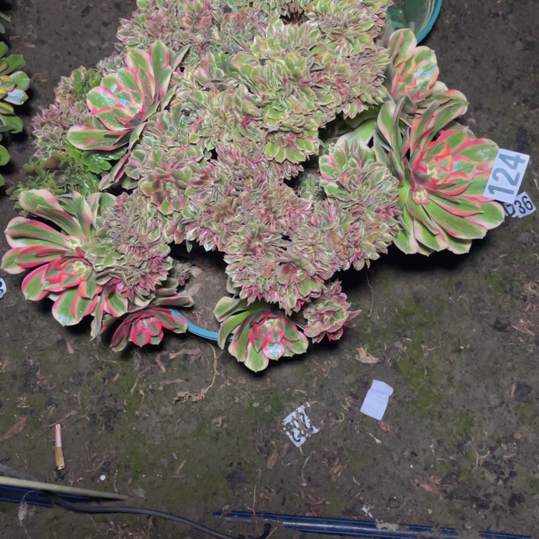 女郎法师16/////////40包邮