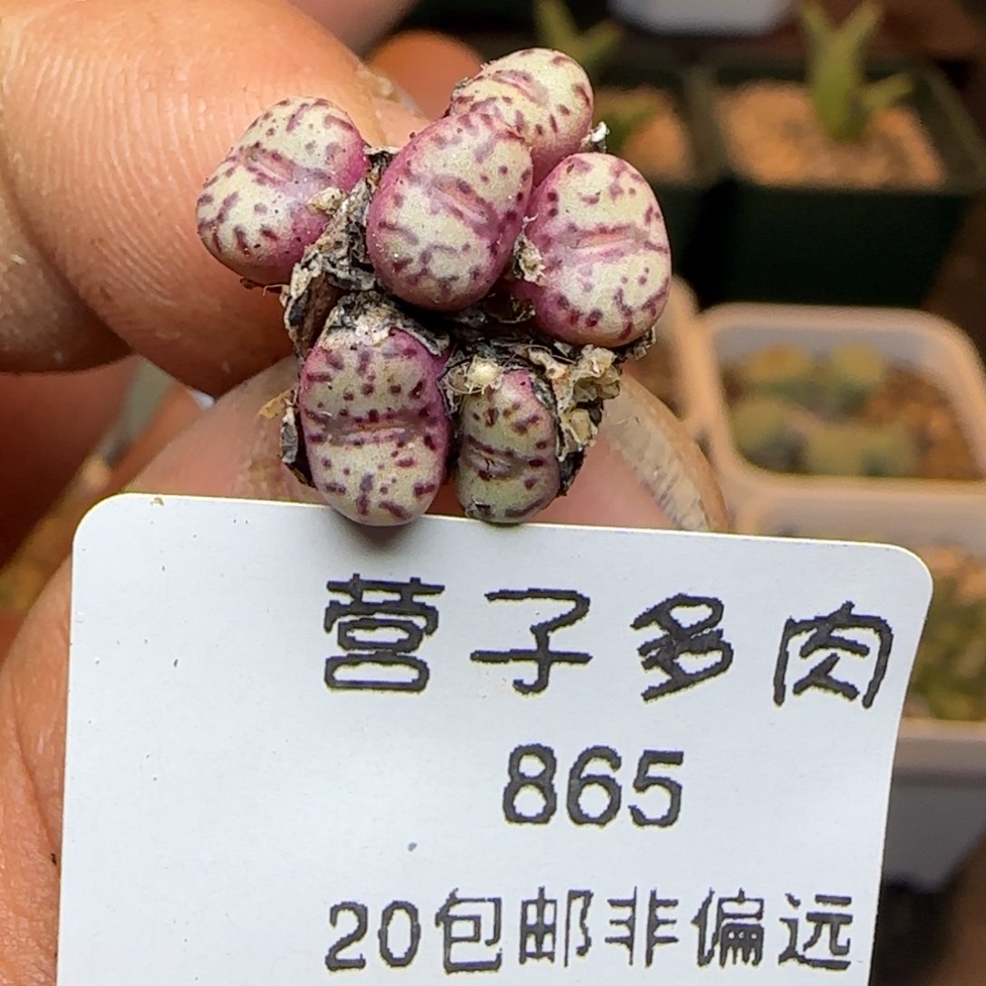 安贞。