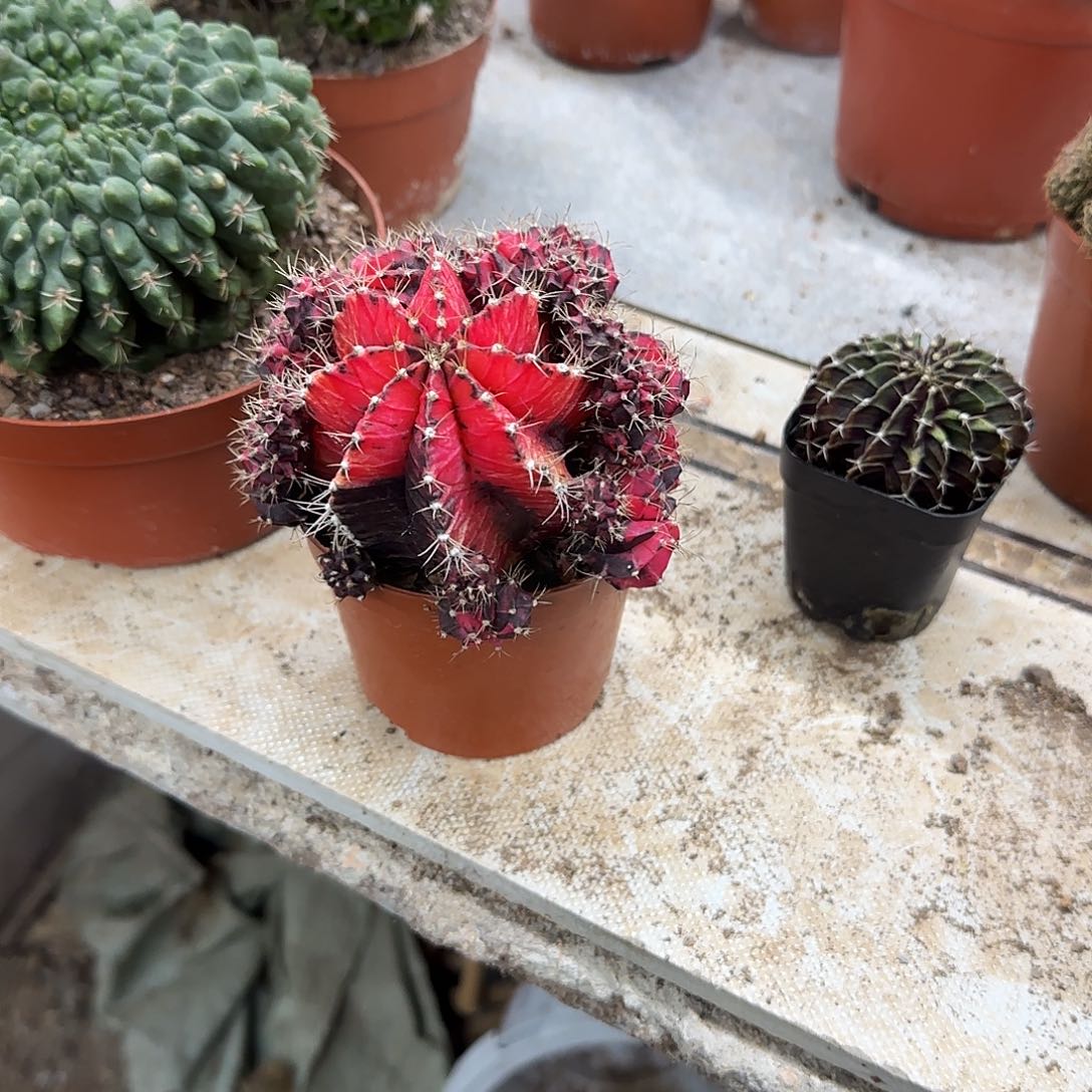 花花花花花花哈哈哈哈