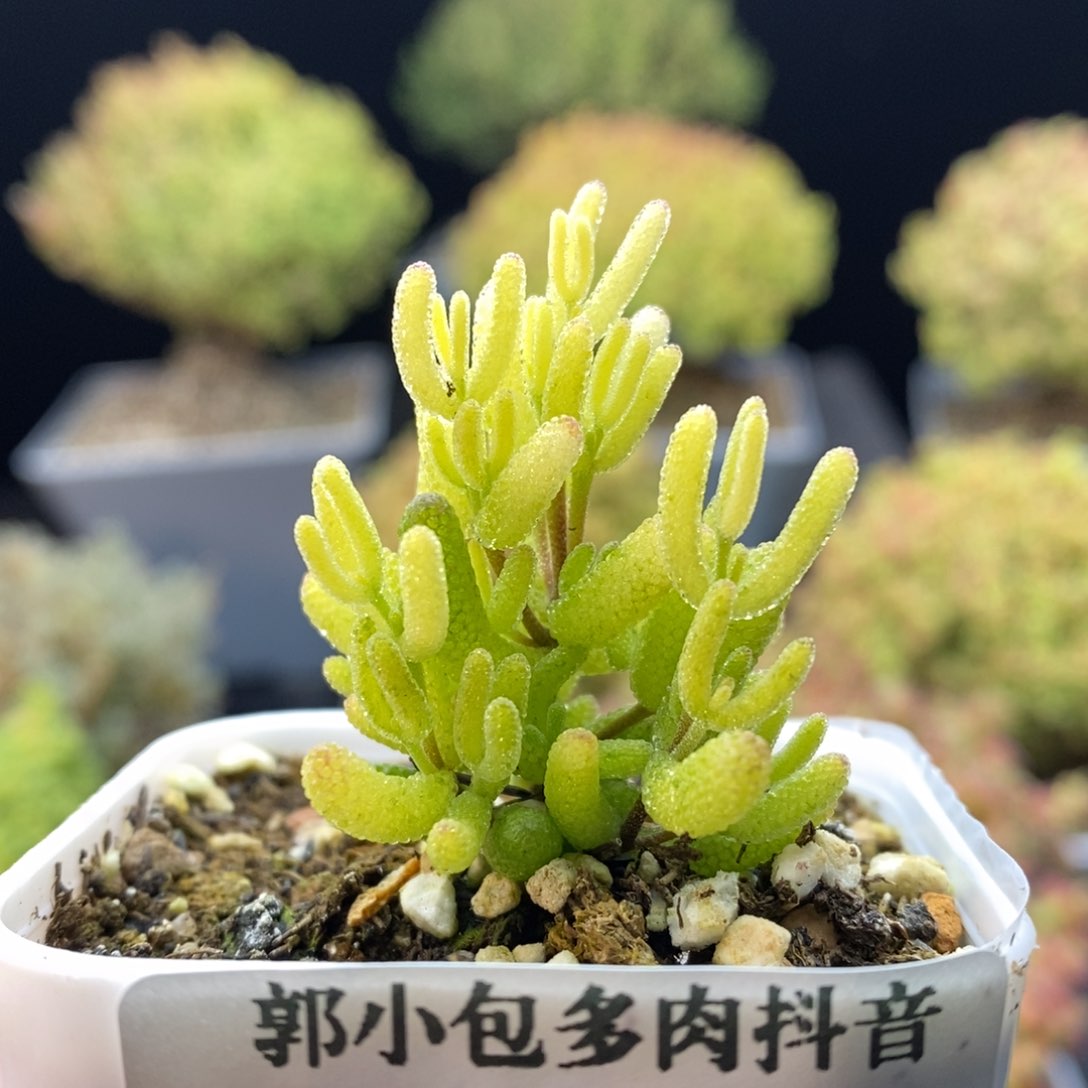 978糖球锦。              