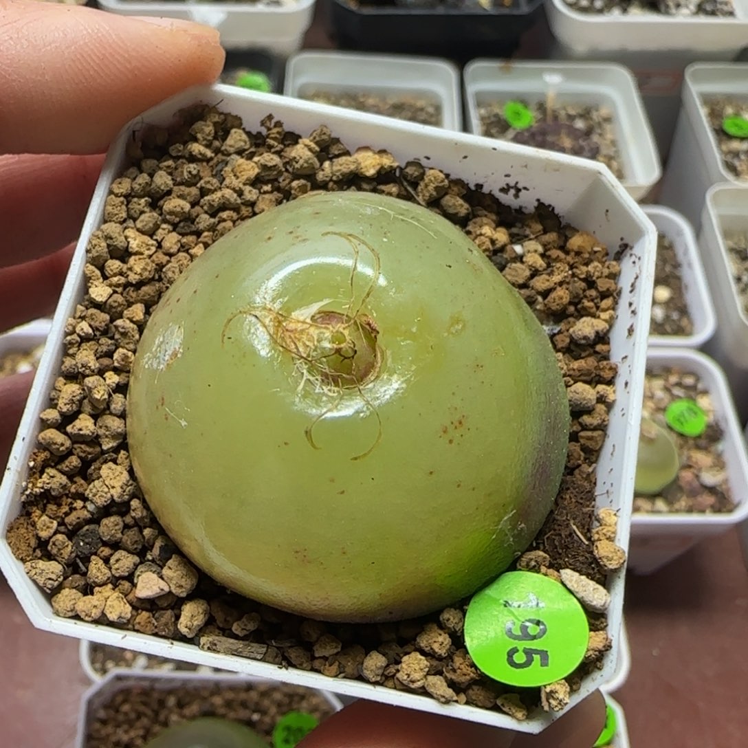 灯泡3.9+多肉植物195