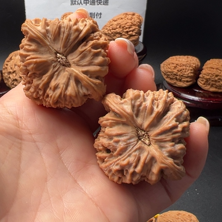 10号大尺寸正高炮老树南将