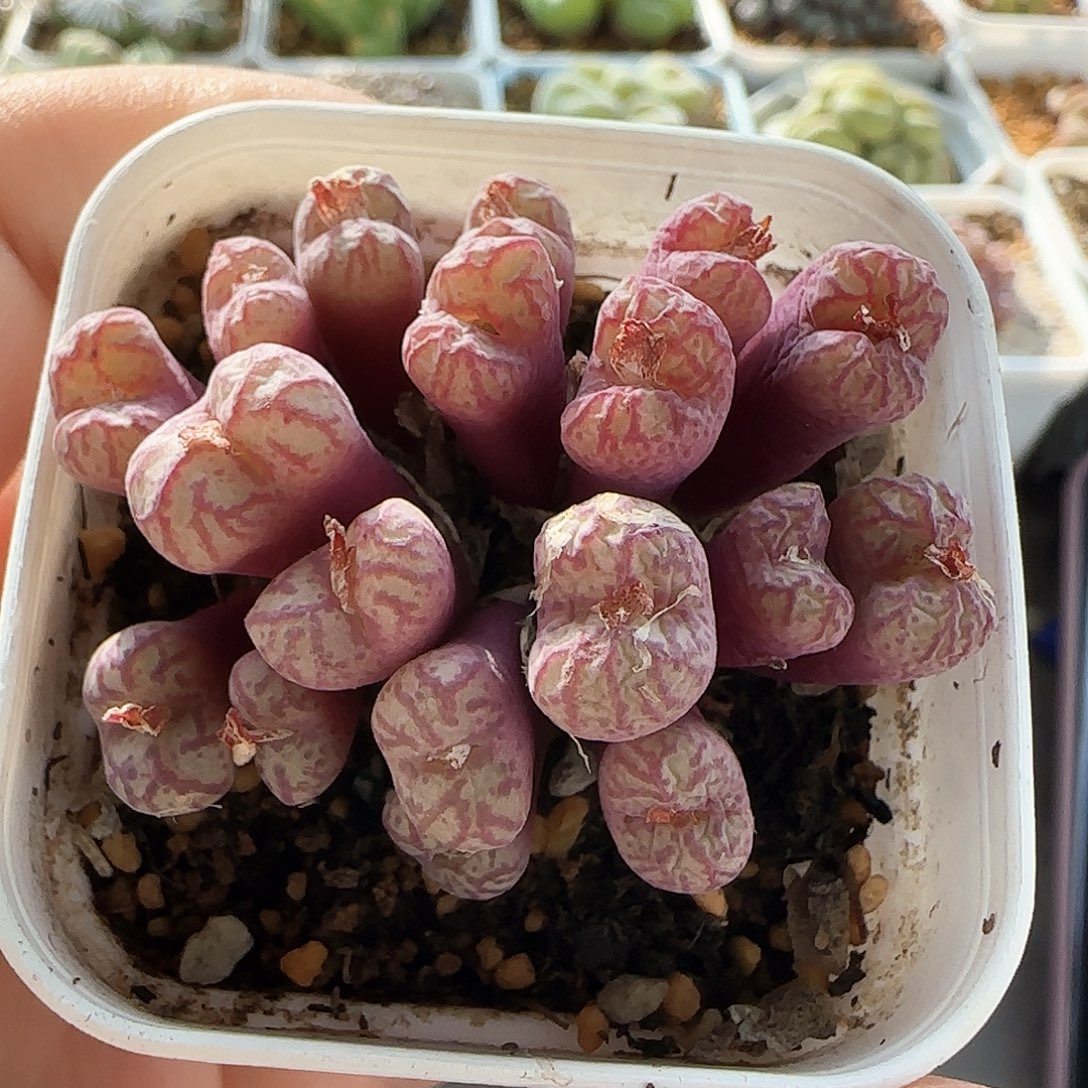 6344 大白多肉植物园