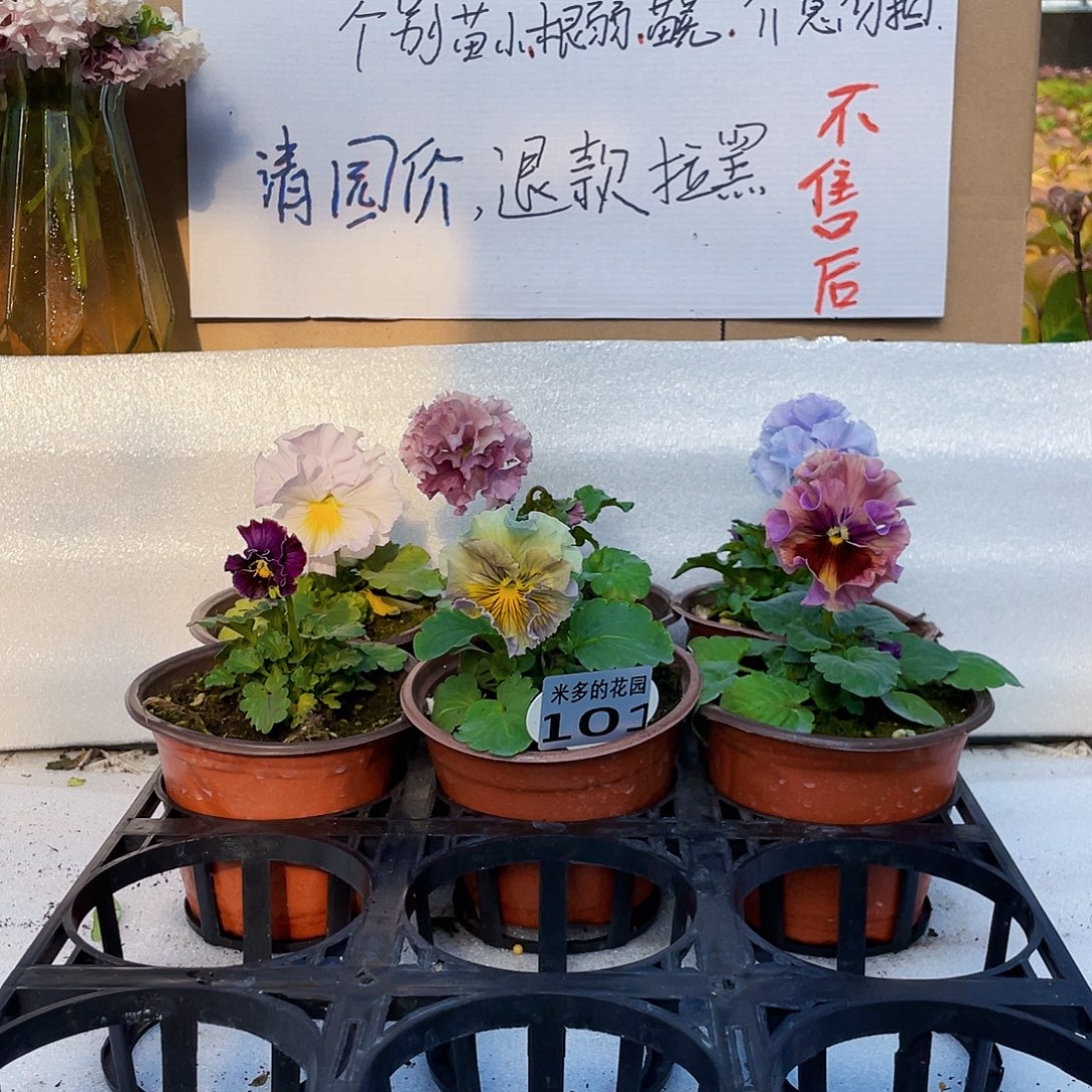 大部分花苞少量开放101