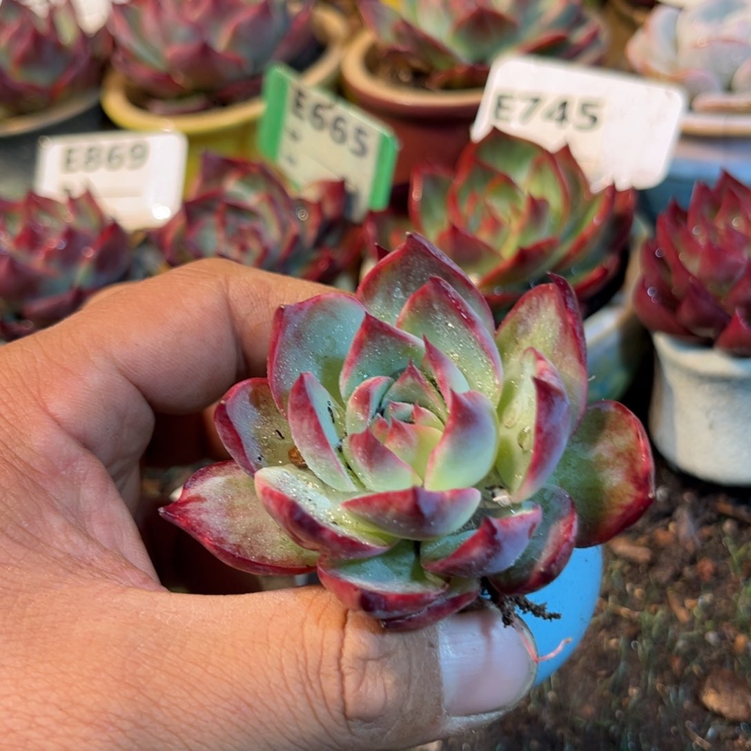 惊鸿一瞥多肉植物的