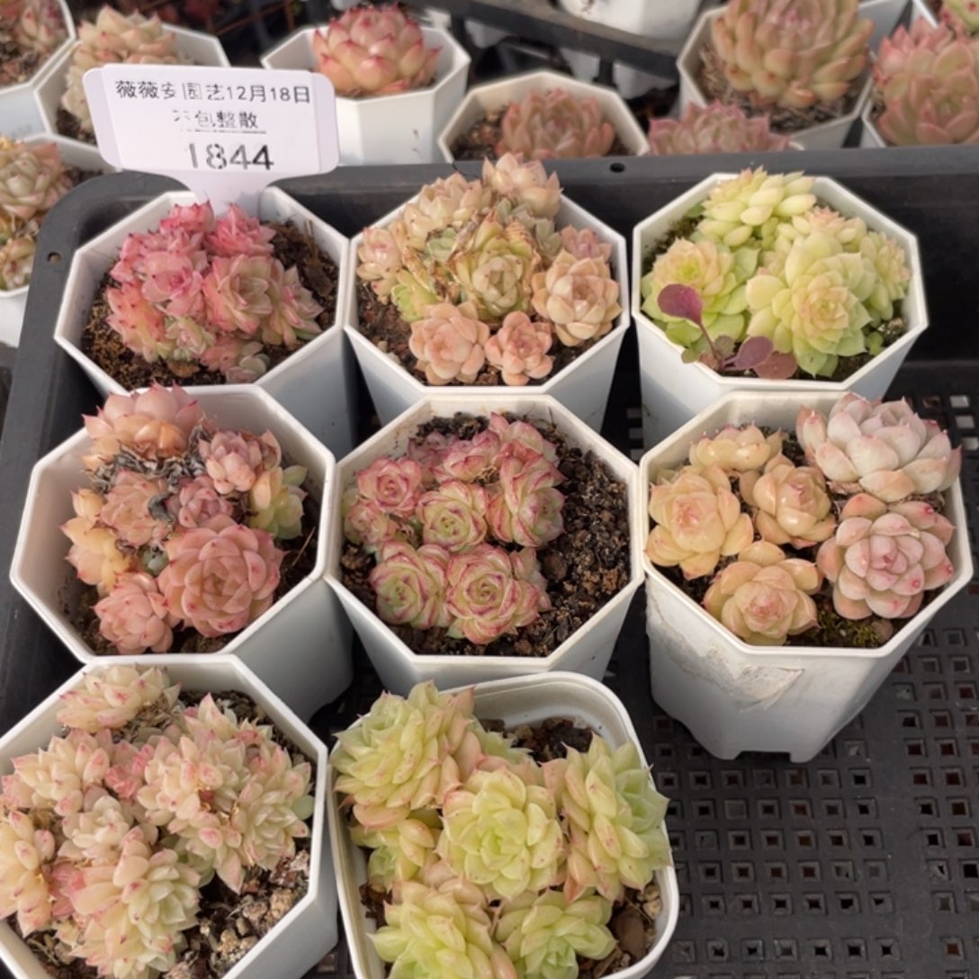 不包整散 盆子不售后1844