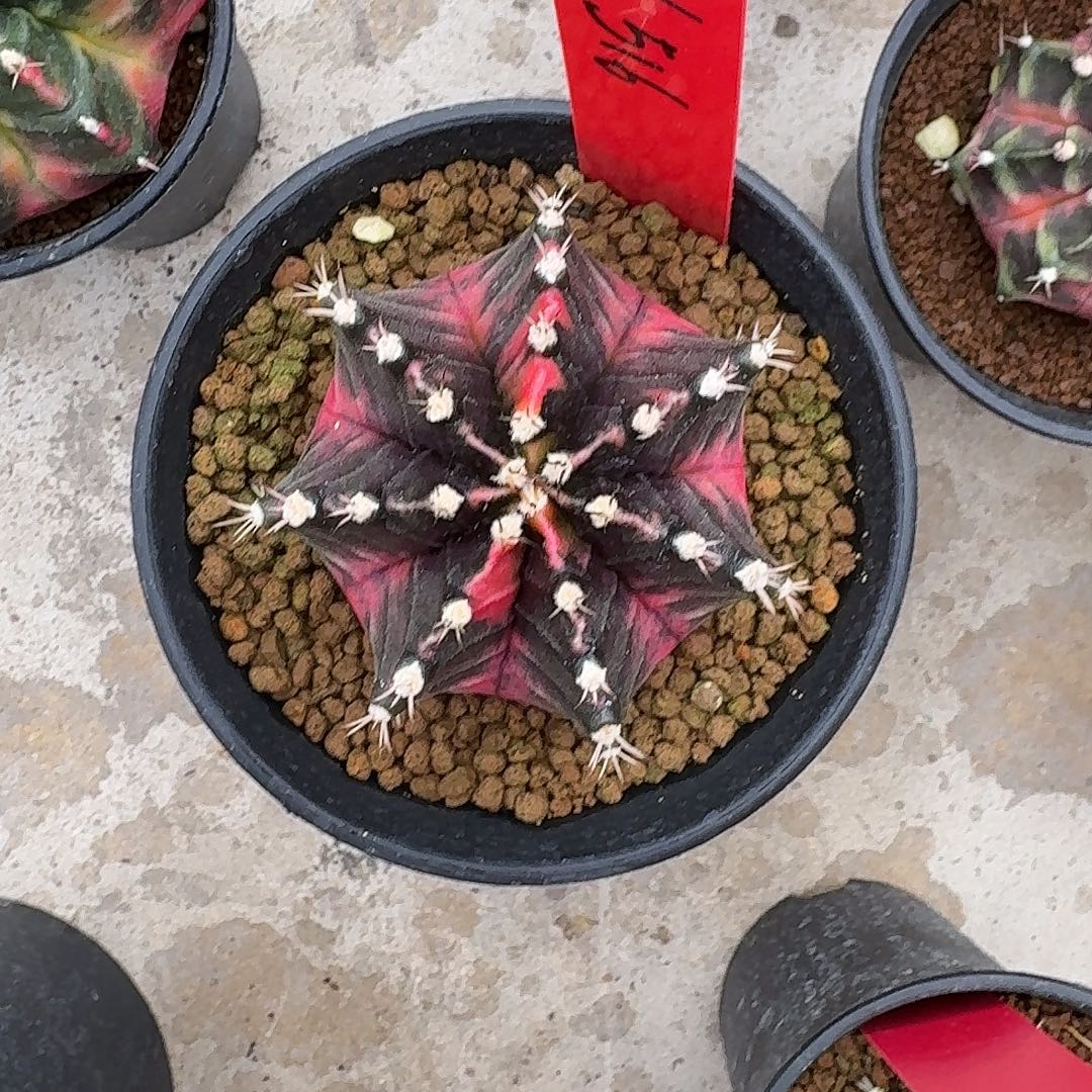 L516-1112广东发货 八毫米