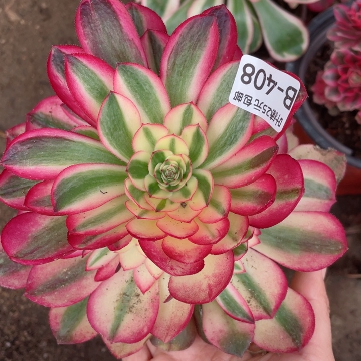 408荔枝多肉12345678