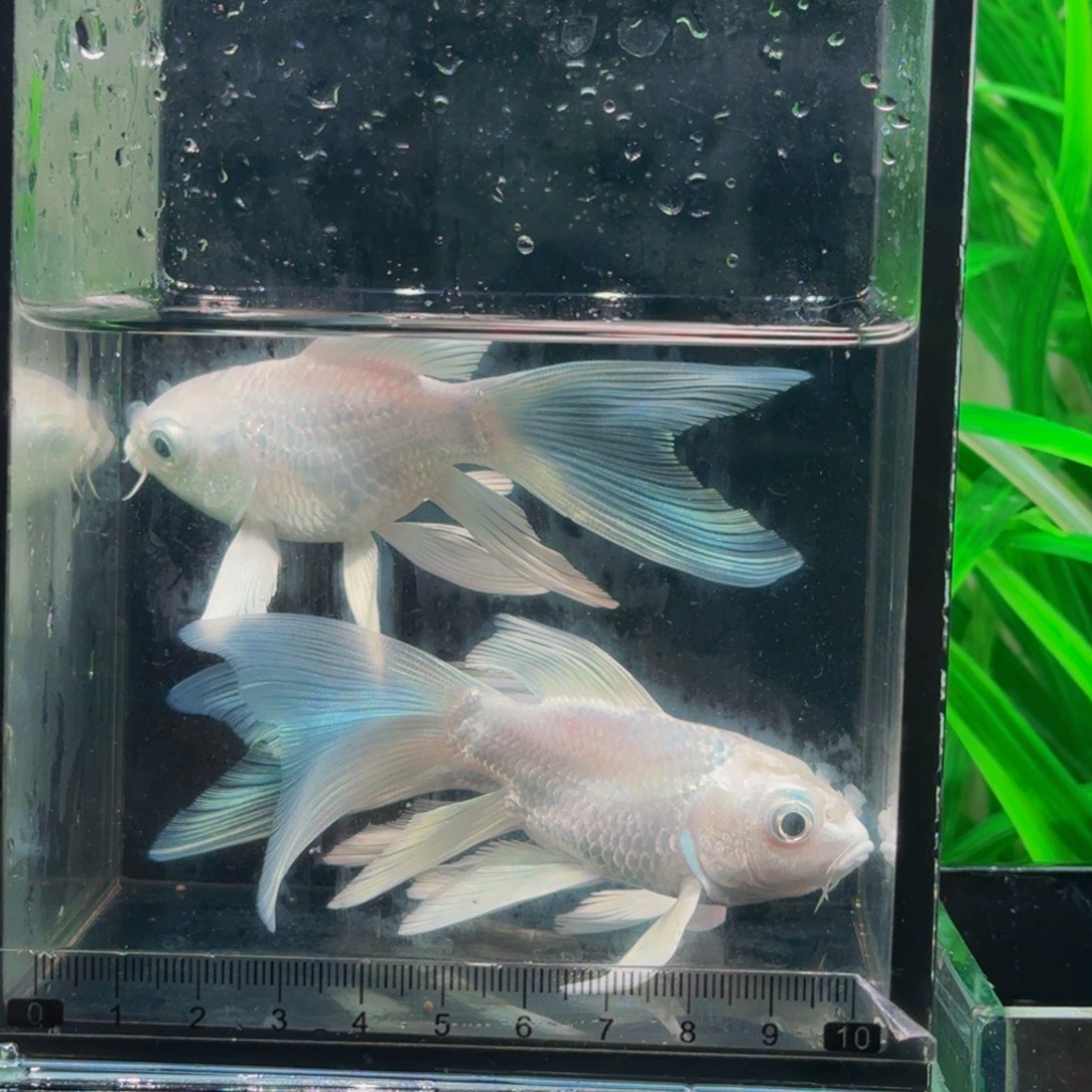 刘***芳孔雀鱼蝴蝶鲤3条装