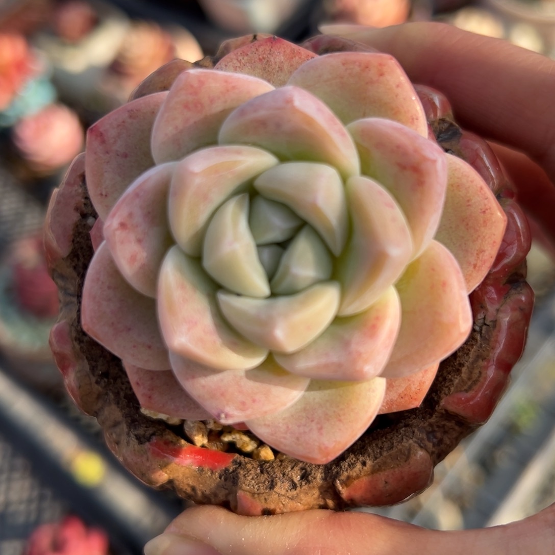 冰玉精控多肉一物一拍