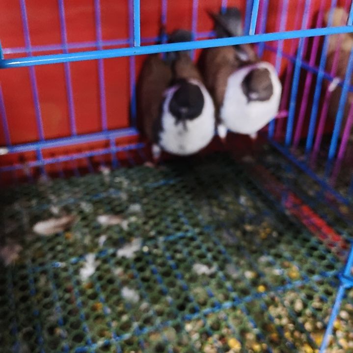 诚****上摩登三色青年鸽子用品