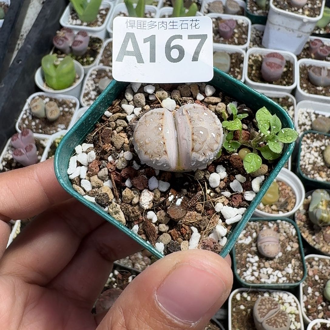 167多肉植物多肉植物