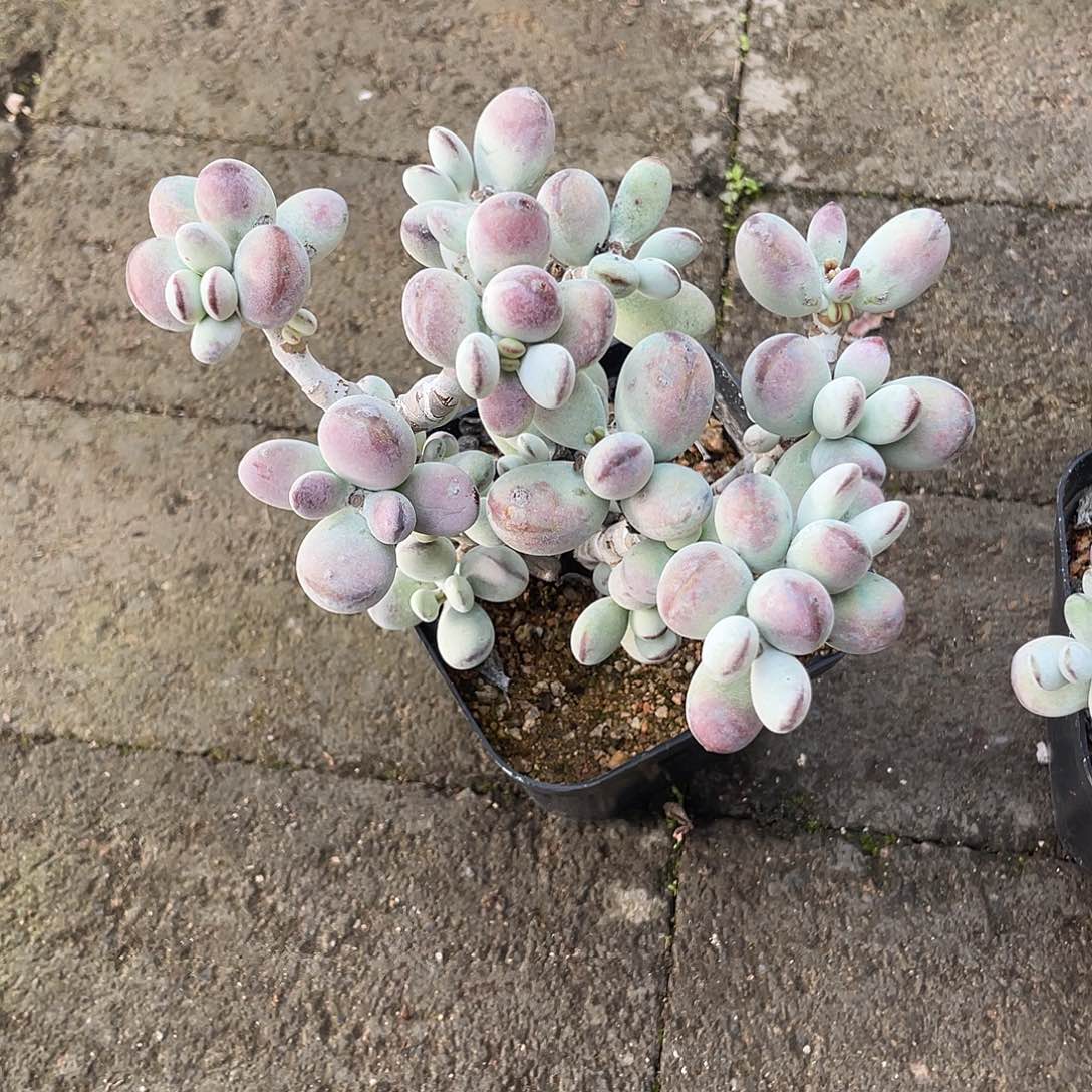 ک***ے乒乓福娘 脱土发货 