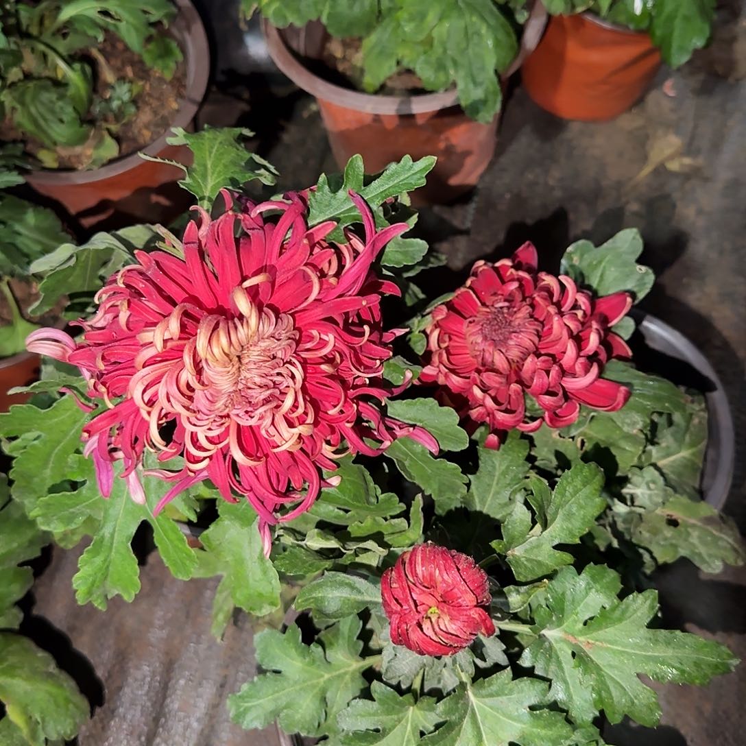 全部花朵Y00000003