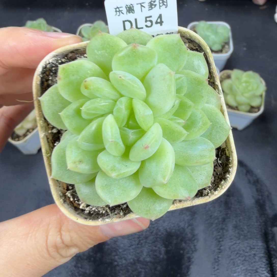 东篱下多肉植物哈哈哈