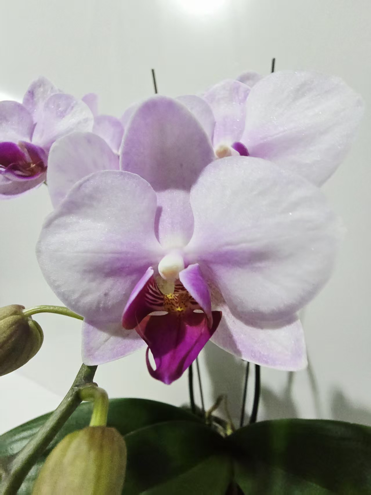 塔塔开【杭州美女】3.0寸加高杯蝴蝶兰带花带花苞开花株发货